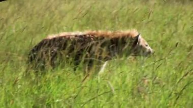 Serengeti Ulusal Parkı 'nda sırtlan, Kenya, Afrika.
