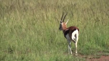 Serengeti Ulusal Parkı, Kenya, Afrika 'da farklı antilop türleri.