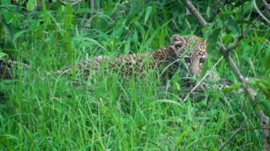 Serengeti Ulusal Parkı, Kenya, Afrika 'da bebek leopar.