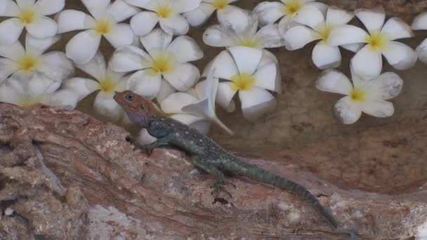 Oriental Garden Lizard Borde Tazón Con Agua Flores — Vídeo de stock