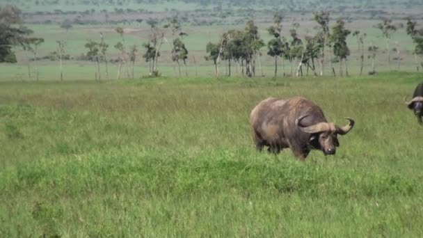 Bufalo Africano Syncerus Caffer Nel Parco Nazionale Del Serengeti Kenya — Video Stock