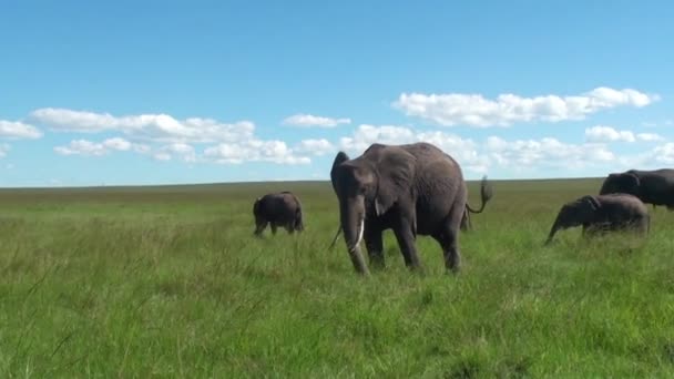 在肯尼亚塞伦盖蒂国家公园的非洲象群 — 图库视频影像