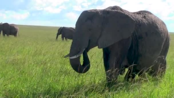 セレンゲティ国立公園 ケニア アフリカのアフリカゾウのグループ — ストック動画