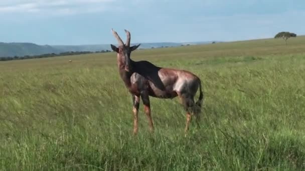 Différentes Espèces Antilopes Dans Parc National Serengeti Kenya Afrique Vidéo De Stock Libre De Droits