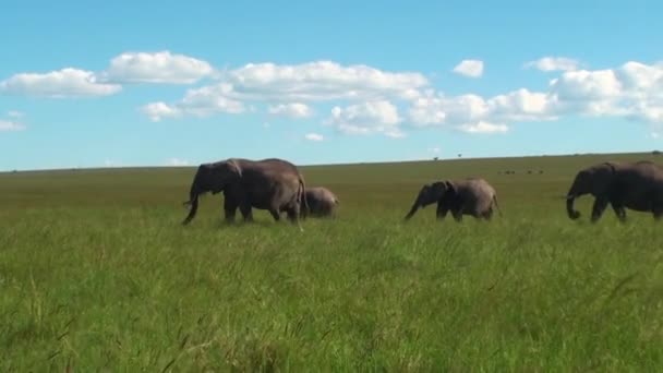 Skupina Afrických Slonů Národním Parku Serengeti Keňa Afrika Stock Video
