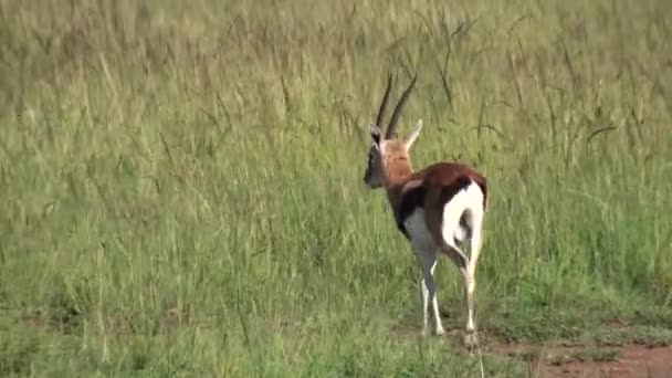 Different Species Antelope Serengeti National Park Kenya Africa — Stock Video