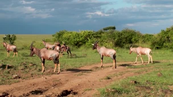 Diferentes Especies Antílopes Parque Nacional Del Serengeti Kenia África — Vídeo de stock