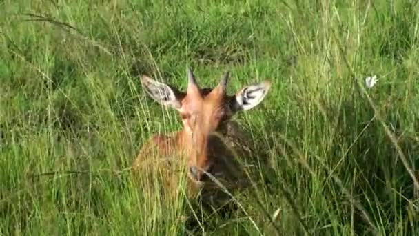 Různé Druhy Antilop Národním Parku Serengeti Keňa Afrika — Stock video
