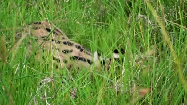 Leptailurus Serval Γνωστή Και Τίγρης Γάτα Στο Εθνικό Πάρκο Serengeti Royalty Free Βίντεο Αρχείου