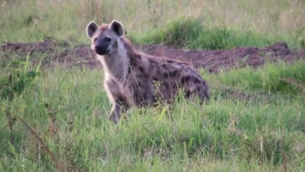 Hiena Parque Nacional Del Serengeti Kenia África — Vídeos de Stock