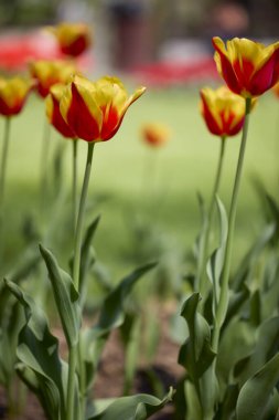 Değişik renkte lalelerle bokeh ile farklı türde Clouse ap.
