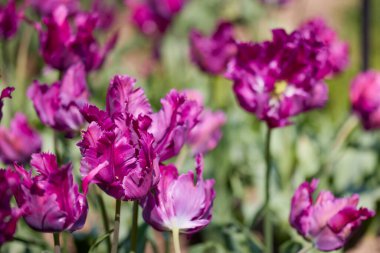 Değişik renkte lalelerle bokeh ile farklı türde Clouse ap.