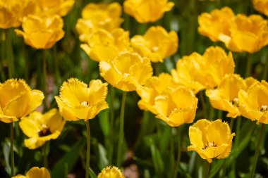 Değişik renkte lalelerle bokeh ile farklı türde Clouse ap.