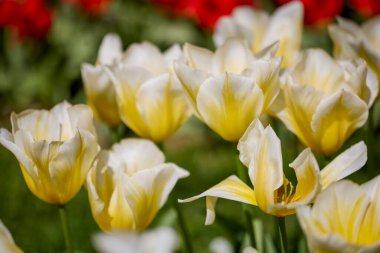 Değişik renkte lalelerle bokeh ile farklı türde Clouse ap.
