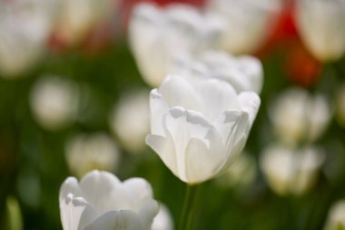 Değişik renkte lalelerle bokeh ile farklı türde Clouse ap.