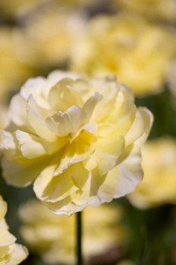 Değişik renkte lalelerle bokeh ile farklı türde Clouse ap.