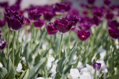 Değişik renkte lalelerle bokeh ile farklı türde Clouse ap.
