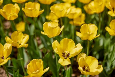 Değişik renkte lalelerle bokeh ile farklı türde Clouse ap.