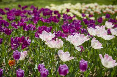 Değişik renkte lalelerle bokeh ile farklı türde Clouse ap.