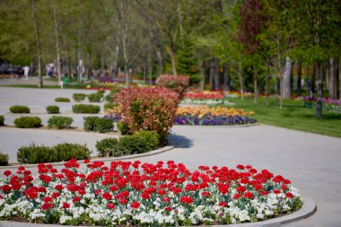 Parktaki güzel manzara, baharda lalelerle düzenleme..