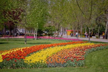 Parktaki güzel manzara, baharda lalelerle düzenleme..