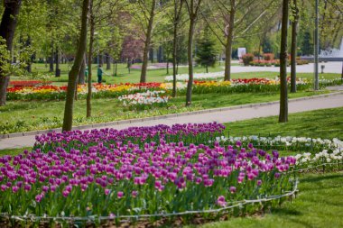 Parktaki güzel manzara, baharda lalelerle düzenleme..
