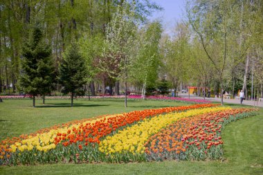 Parktaki güzel manzara, baharda lalelerle düzenleme..