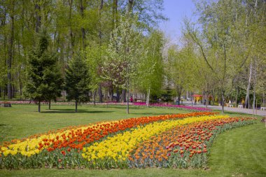 Parktaki güzel manzara, baharda lalelerle düzenleme..