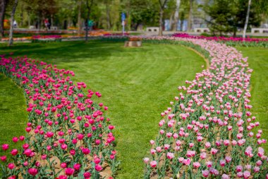 Parktaki güzel manzara, baharda lalelerle düzenleme..