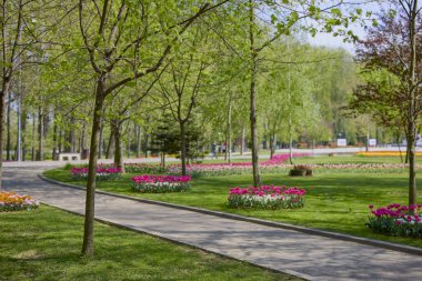 Parktaki güzel manzara, baharda lalelerle düzenleme..