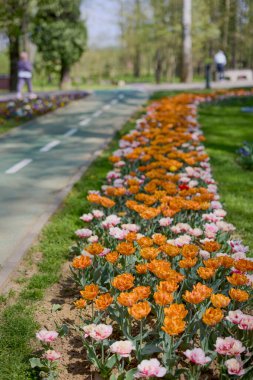 Parktaki güzel manzara, baharda lalelerle düzenleme..