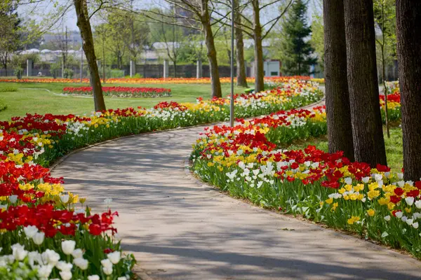 Parktaki güzel manzara, baharda lalelerle düzenleme..