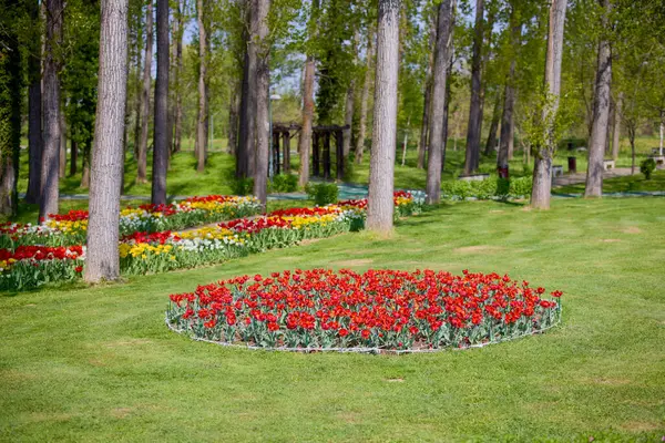 Parktaki güzel manzara, baharda lalelerle düzenleme..