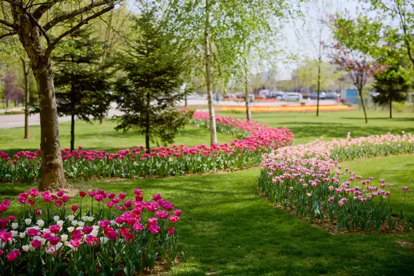 Parktaki güzel manzara, baharda lalelerle düzenleme..