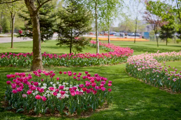 Parktaki güzel manzara, baharda lalelerle düzenleme..