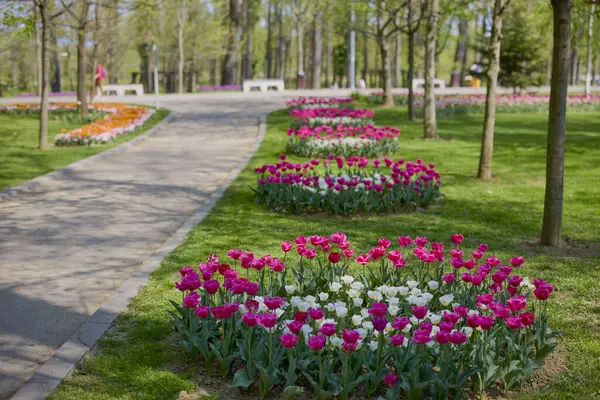 Parktaki güzel manzara, baharda lalelerle düzenleme..