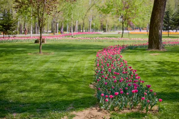 Parktaki güzel manzara, baharda lalelerle düzenleme..