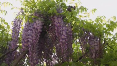 4k, rüzgarda hareket eden (Wisteria sinensis) çiçekli dallar.