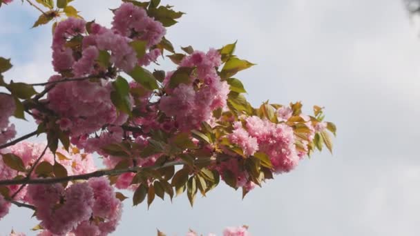 Branches Florissantes Cerisier Japonais Déplaçant Dans Vent Contre Backg Séquence Vidéo Libre De Droits