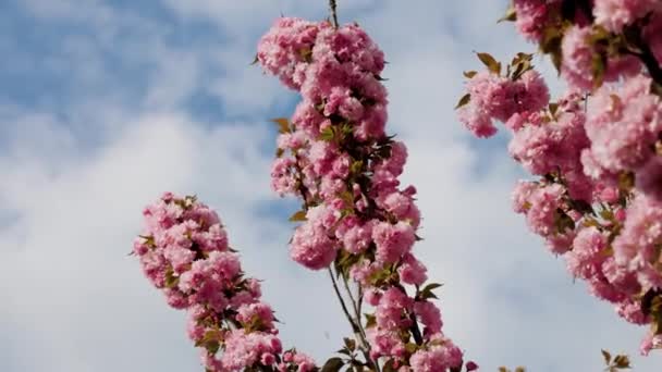 Japon Kiraz Ağacının Çiçek Açan Dalları Rüzgarda Mavi Gökyüzünün Arka Stok Video