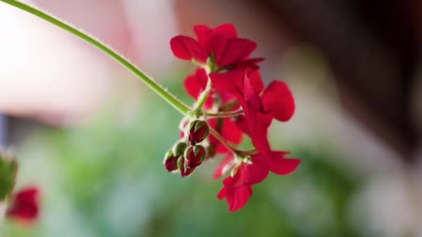 Pelargonium Цветы Движутся Ветру — стоковое видео