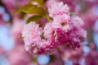 Prunus Kanzan kirazı dalı. Pembe çifte çiçekler ve mavi gökyüzü arka planında yeşil yapraklar, kapatın..