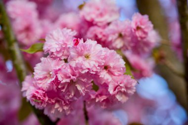 Prunus Kanzan kirazı dalı. Pembe çifte çiçekler ve mavi gökyüzü arka planında yeşil yapraklar, kapatın..