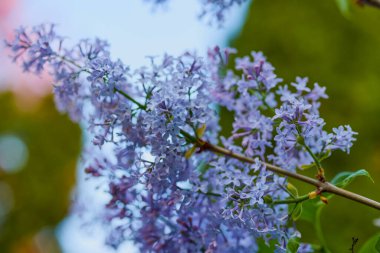 İlkbaharda bulanık arka planla açan (şırınga vulgaris) dalına yakın dur..