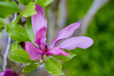 Güzel pembe manolyanın yakın plan fotoğrafı, güneş ışığında yıkanma, zaman kavramı. Çiçek arkaplanı..