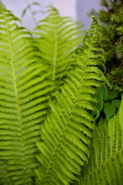 eğreltiotu yaprağı, bulanık arkaplanı kapat.