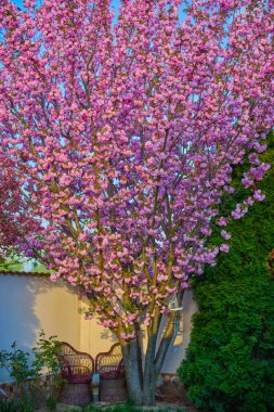 güzel ağaç (prunus serrulata kanzan) bahçede çiçek açıyor, bahar.