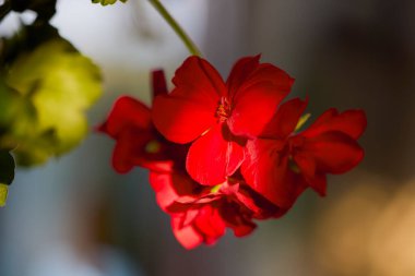 sardunya çiçeği, bulanık arkaplanla kapat.