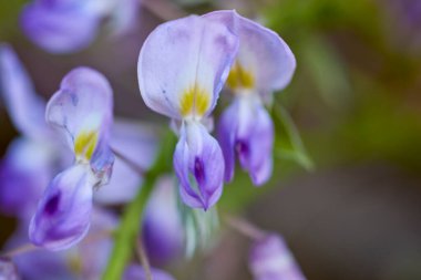 İlkbaharda çiçek açan beyaz ve mor salkım çiçeklerine yakın plan