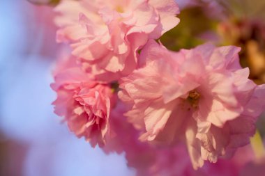 Prunus Kanzan kirazı dalı. Pembe çifte çiçekler ve mavi gökyüzü arka planında yeşil yapraklar, kapatın..